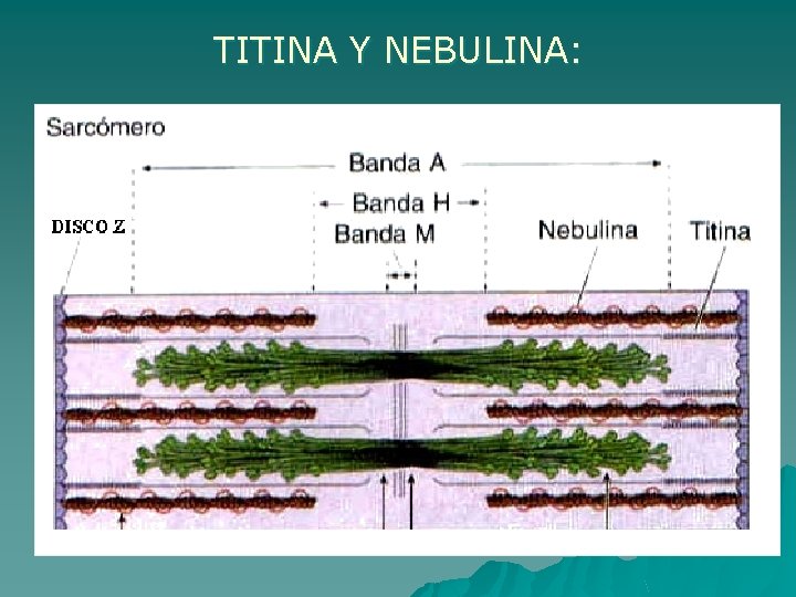 TITINA Y NEBULINA: 