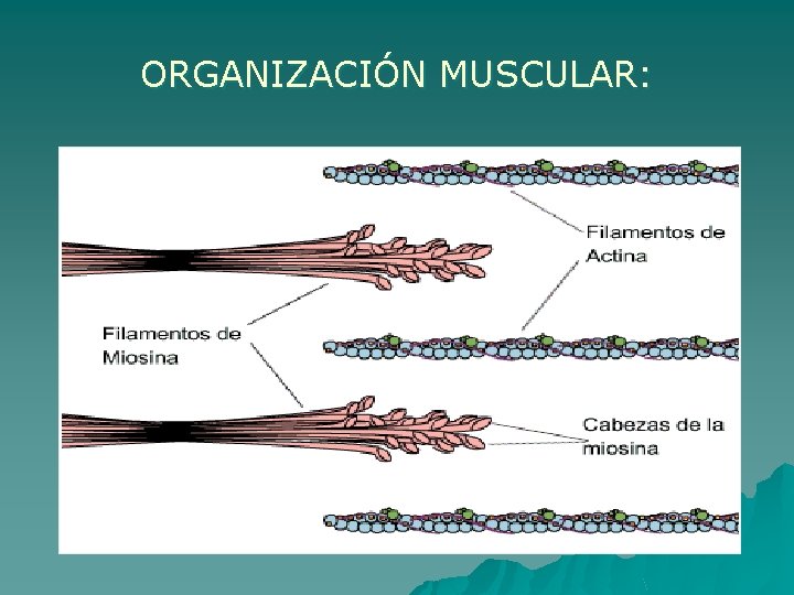 ORGANIZACIÓN MUSCULAR: 