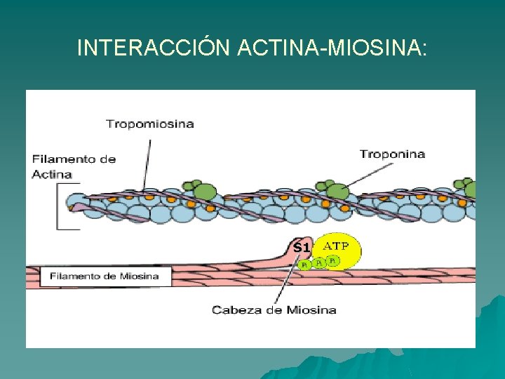 INTERACCIÓN ACTINA-MIOSINA: S 1 