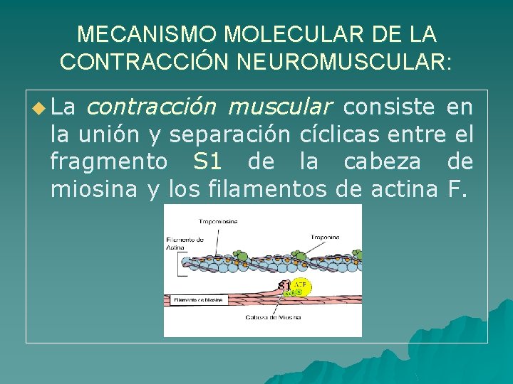 MECANISMO MOLECULAR DE LA CONTRACCIÓN NEUROMUSCULAR: u La contracción muscular consiste en la unión