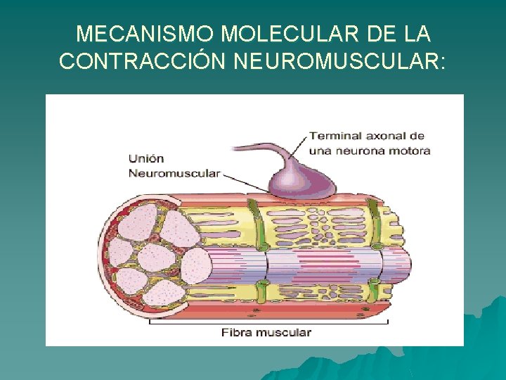 MECANISMO MOLECULAR DE LA CONTRACCIÓN NEUROMUSCULAR: 