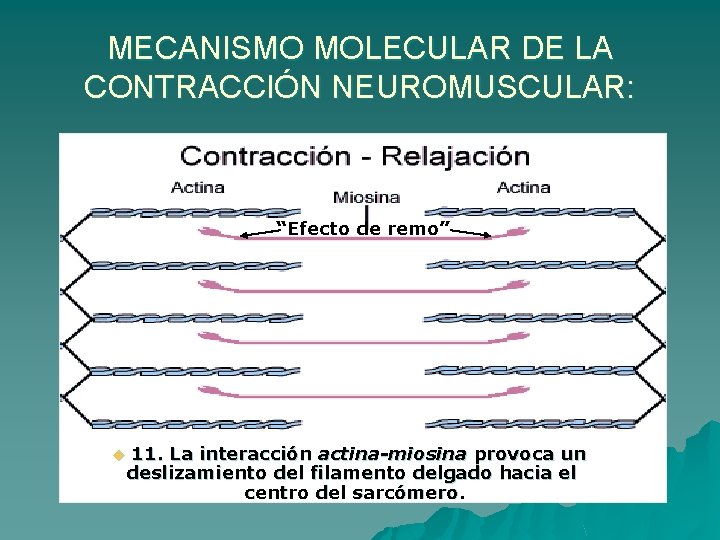 MECANISMO MOLECULAR DE LA CONTRACCIÓN NEUROMUSCULAR: “Efecto de remo” u 11. La interacción actina-miosina