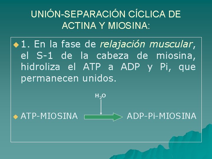 UNIÓN-SEPARACIÓN CÍCLICA DE ACTINA Y MIOSINA: u 1. En la fase de relajación muscular,