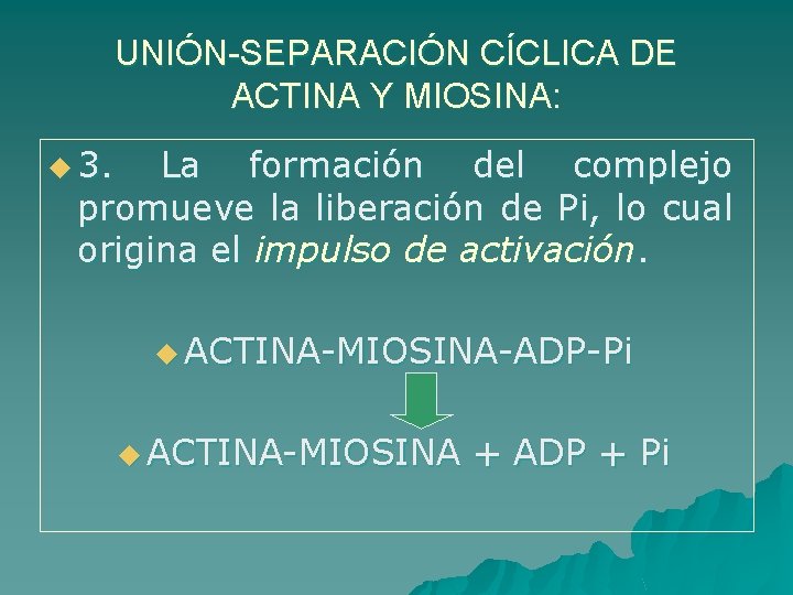 UNIÓN-SEPARACIÓN CÍCLICA DE ACTINA Y MIOSINA: u 3. La formación del complejo promueve la