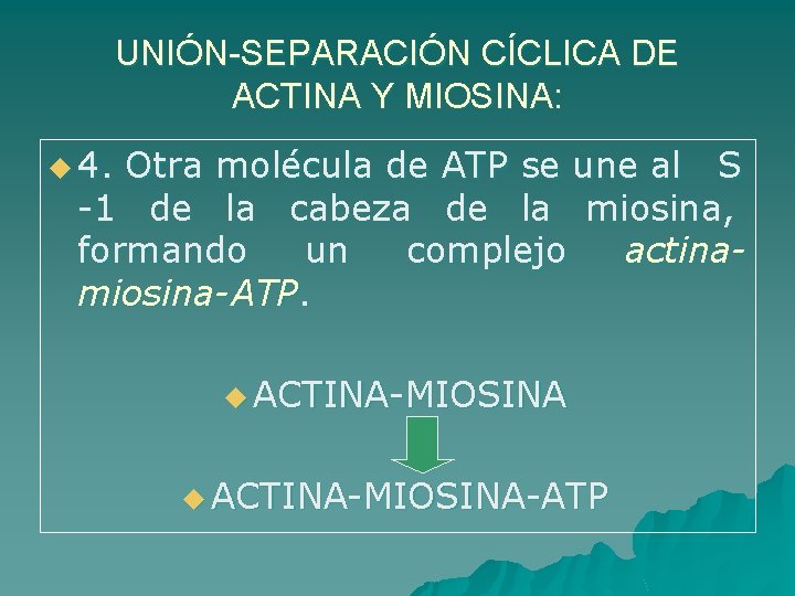 UNIÓN-SEPARACIÓN CÍCLICA DE ACTINA Y MIOSINA: u 4. Otra molécula de ATP se une