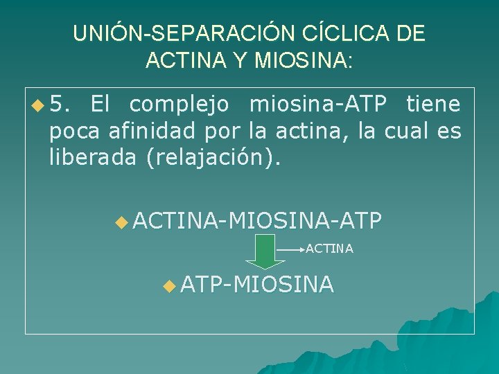 UNIÓN-SEPARACIÓN CÍCLICA DE ACTINA Y MIOSINA: u 5. El complejo miosina-ATP tiene poca afinidad