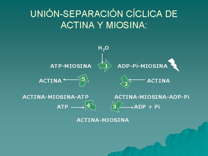 UNIÓN-SEPARACIÓN CÍCLICA DE ACTINA Y MIOSINA: H 2 O ATP-MIOSINA ACTINA ADP-Pi-MIOSINA 5 2