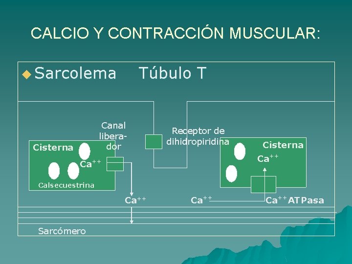 CALCIO Y CONTRACCIÓN MUSCULAR: u Sarcolema Túbulo T Canal liberador Cisterna Ca Receptor de