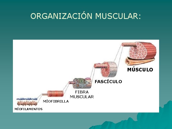 ORGANIZACIÓN MUSCULAR: MÚSCULO FASCÍCULO FIBRA MUSCULAR MÍOFIBRILLA MÍOFILAMENTOS 