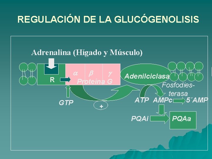 REGULACIÓN DE LA GLUCÓGENOLISIS Adrenalina (Hígado y Músculo) R a b g Proteína G