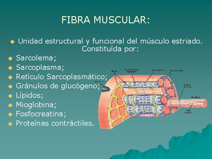 FIBRA MUSCULAR: u u u u u Unidad estructural y funcional del músculo estriado.