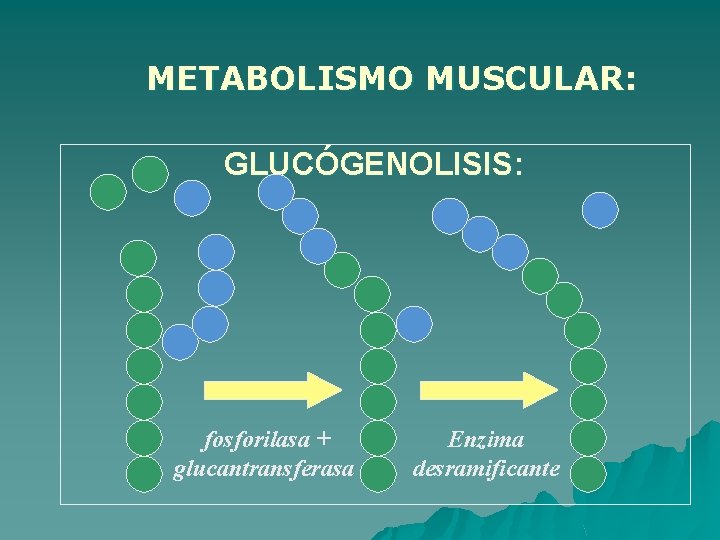 METABOLISMO MUSCULAR: GLUCÓGENOLISIS: fosforilasa + glucantransferasa Enzima desramificante 