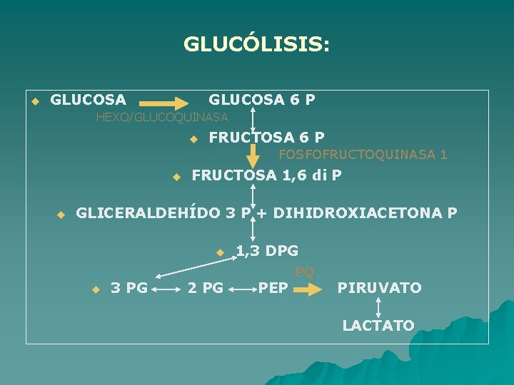 GLUCÓLISIS: u GLUCOSA 6 P HEXO/GLUCOQUINASA u FRUCTOSA 6 P FOSFOFRUCTOQUINASA 1 u u