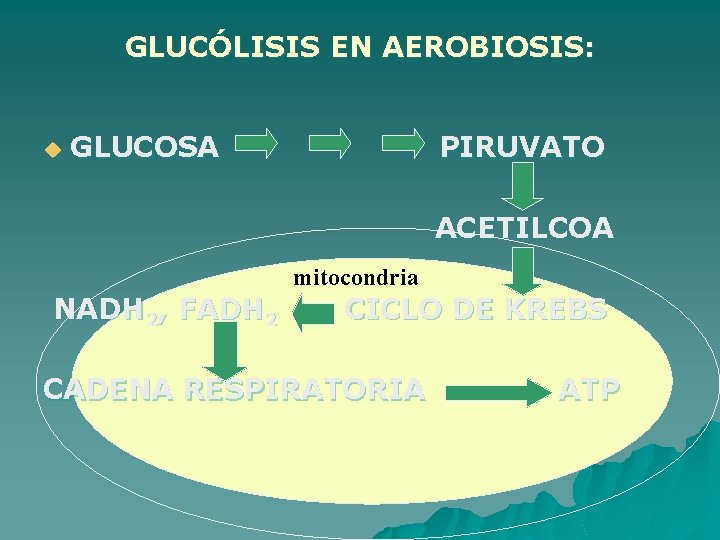 GLUCÓLISIS EN AEROBIOSIS: u GLUCOSA PIRUVATO ACETILCOA NADH 2, FADH 2 mitocondria CICLO DE