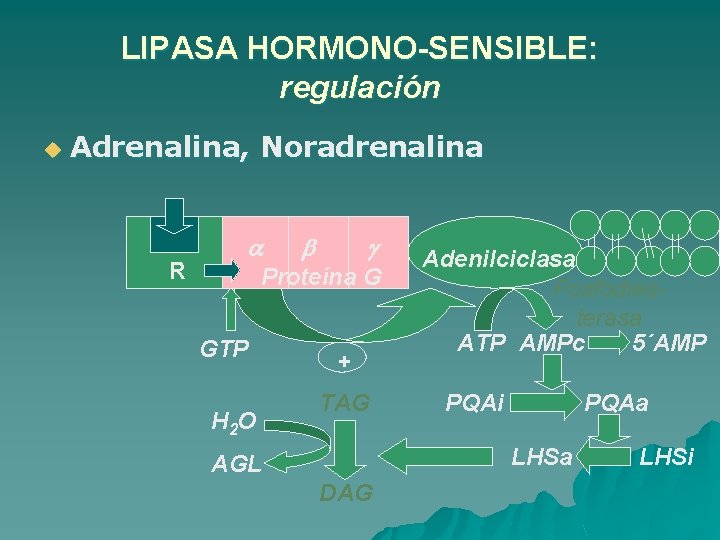 LIPASA HORMONO-SENSIBLE: regulación u Adrenalina, Noradrenalina R a b g Proteína G GTP H