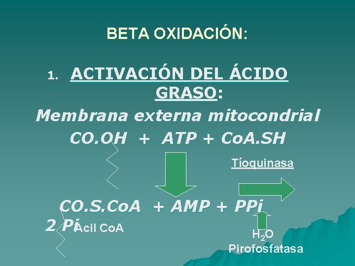 BETA OXIDACIÓN: ACTIVACIÓN DEL ÁCIDO GRASO: Membrana externa mitocondrial CO. OH + ATP +