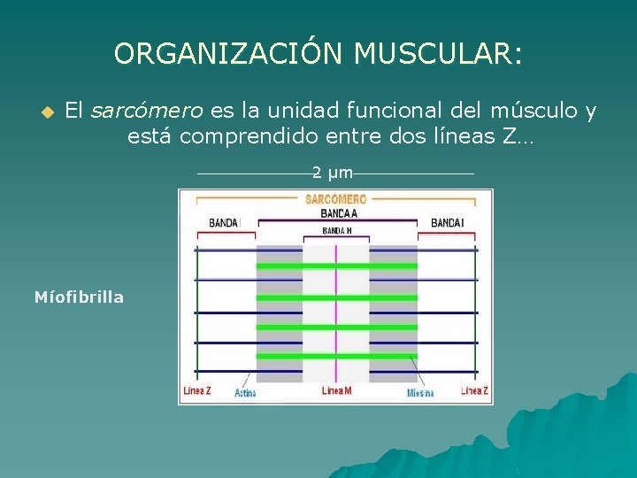 ORGANIZACIÓN MUSCULAR: u El sarcómero es la unidad funcional del músculo y está comprendido