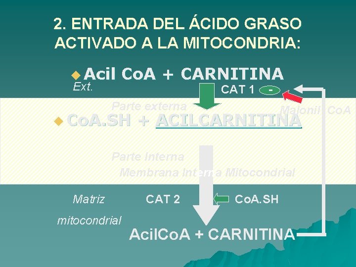 2. ENTRADA DEL ÁCIDO GRASO ACTIVADO A LA MITOCONDRIA: u Acil Ext. Co. A