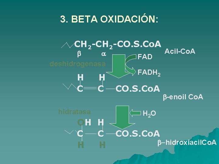 3. BETA OXIDACIÓN: CH 2 -CO. S. Co. A b a deshidrogenasa H C