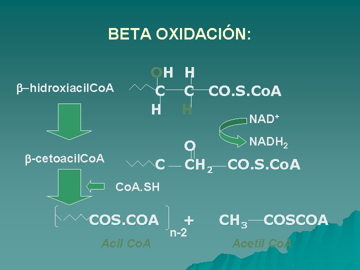 BETA OXIDACIÓN: b-hidroxiacil. Co. A OH C H b-cetoacil. Co. A C H C