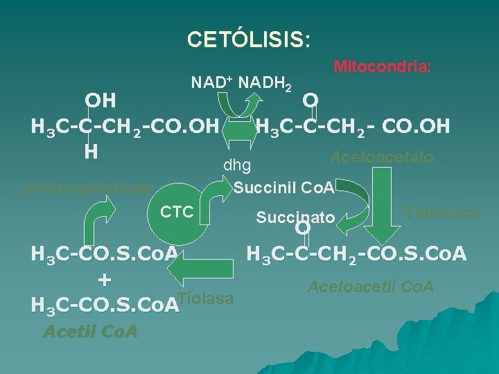 CETÓLISIS: NAD+ OH H 3 C-C-CH 2 -CO. OH H b-hidroxibutirato CTC O H