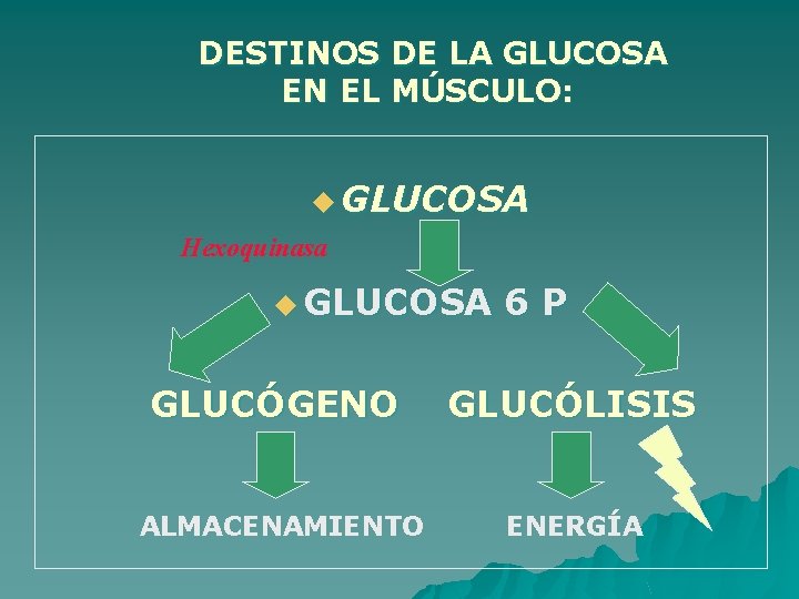 DESTINOS DE LA GLUCOSA EN EL MÚSCULO: u GLUCOSA Hexoquinasa u GLUCOSA 6 P