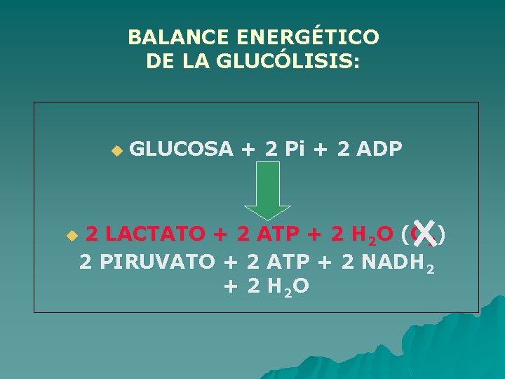 BALANCE ENERGÉTICO DE LA GLUCÓLISIS: u GLUCOSA + 2 Pi + 2 ADP 2