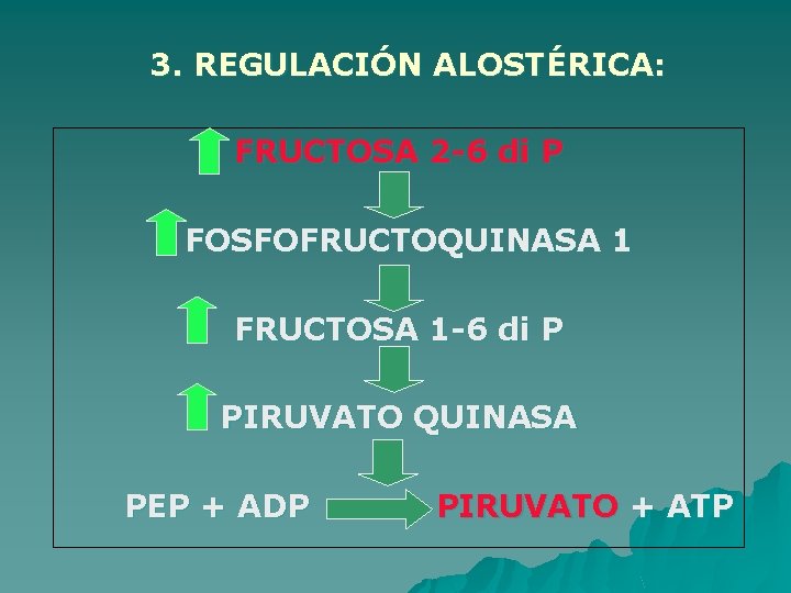 3. REGULACIÓN ALOSTÉRICA: FRUCTOSA 2 -6 di P FOSFOFRUCTOQUINASA 1 FRUCTOSA 1 -6 di