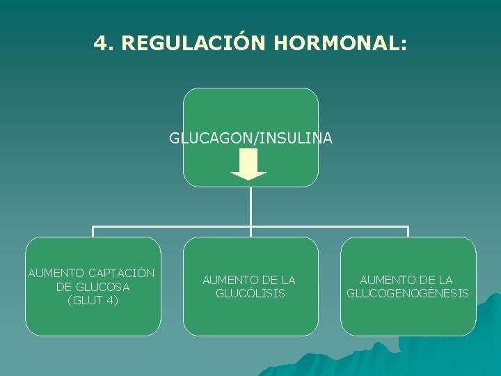 4. REGULACIÓN HORMONAL: GLUCAGON/INSULINA AUMENTO CAPTACIÓN DE GLUCOSA (GLUT 4) AUMENTO DE LA GLUCÓLISIS