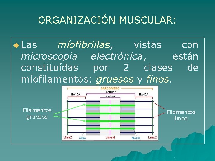 ORGANIZACIÓN MUSCULAR: u Las míofibrillas, vistas con microscopia electrónica, están constituídas por 2 clases