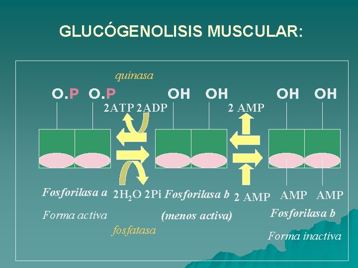 GLUCÓGENOLISIS MUSCULAR: quinasa O. P 2 ATP 2 ADP OH OH 2 AMP OH