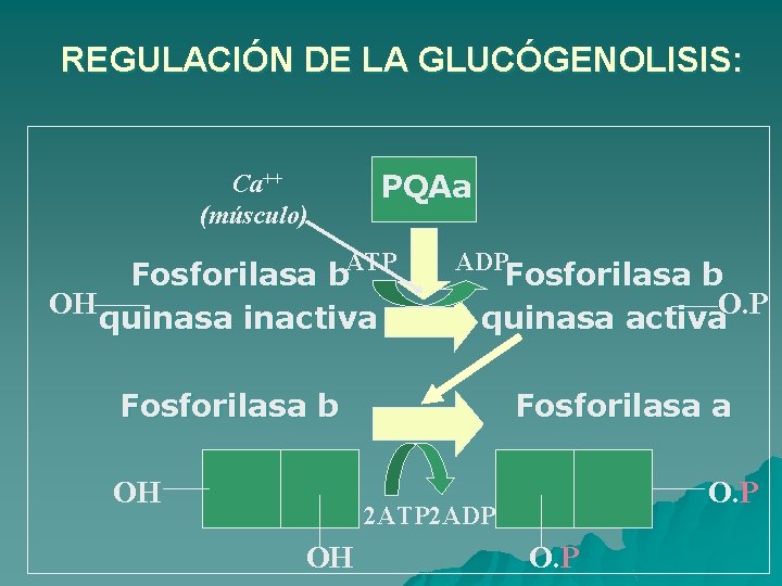 REGULACIÓN DE LA GLUCÓGENOLISIS: PQAa Ca++ (músculo) ATP Fosforilasa b OH quinasa inactiva ADP