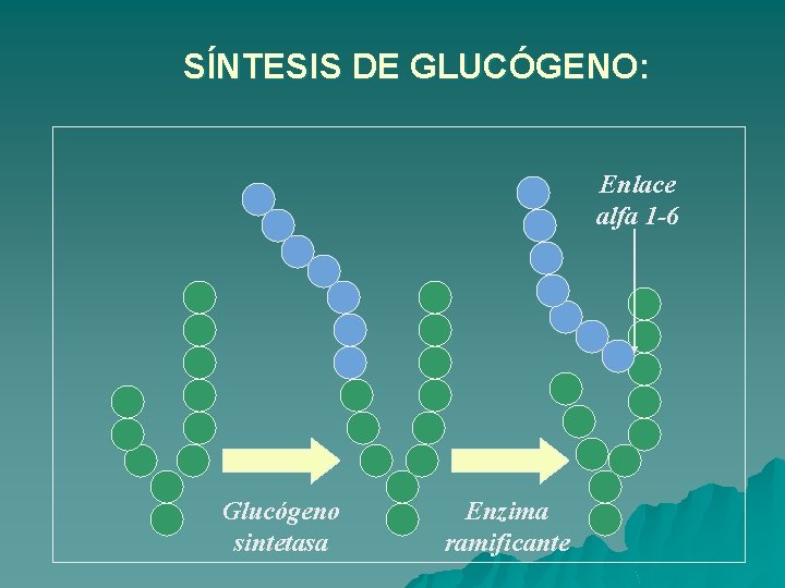 SÍNTESIS DE GLUCÓGENO: Enlace alfa 1 -6 Glucógeno sintetasa Enzima ramificante 