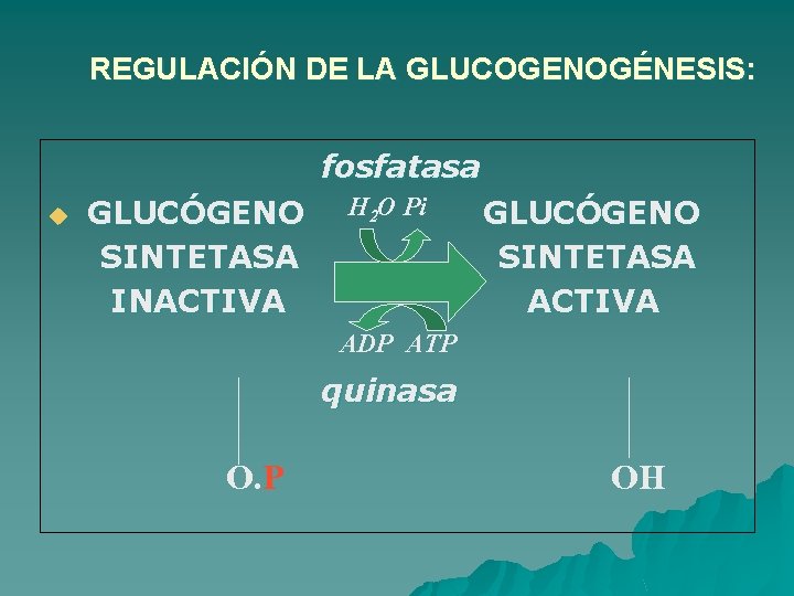 REGULACIÓN DE LA GLUCOGENOGÉNESIS: fosfatasa u GLUCÓGENO SINTETASA INACTIVA H 2 O Pi GLUCÓGENO