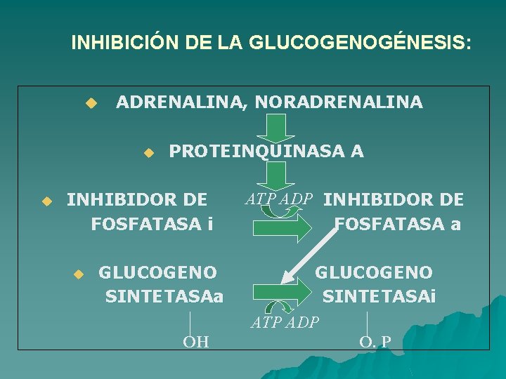 INHIBICIÓN DE LA GLUCOGENOGÉNESIS: u ADRENALINA, NORADRENALINA u u PROTEINQUINASA A INHIBIDOR DE FOSFATASA