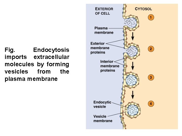 Fig. Endocytosis imports extracellular molecules by forming vesicles from the plasma membrane 
