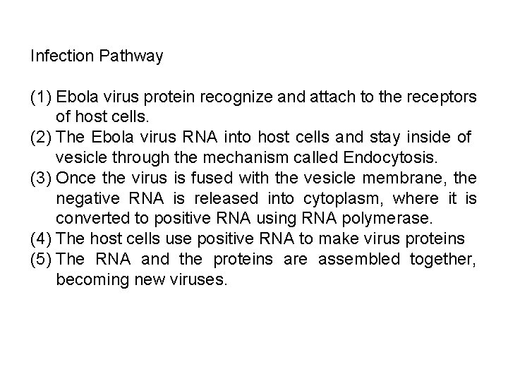 Infection Pathway (1) Ebola virus protein recognize and attach to the receptors of host