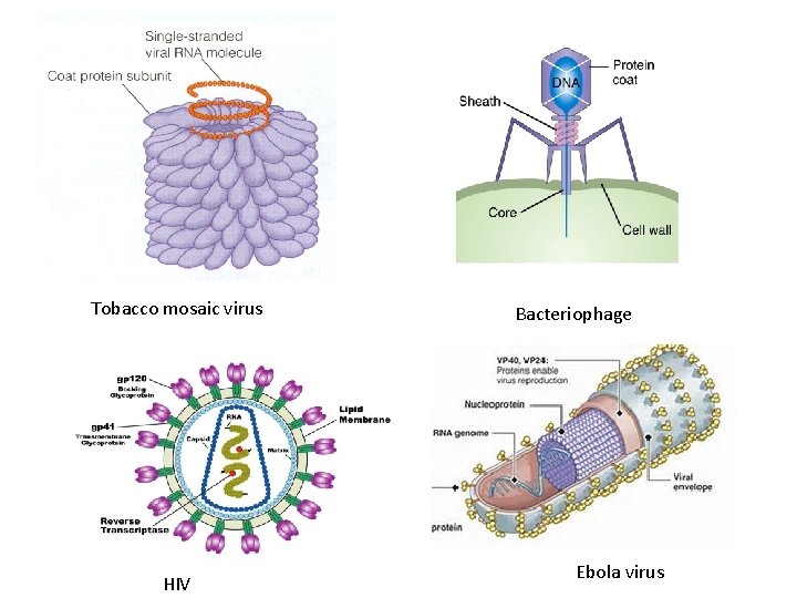 Tobacco mosaic virus HIV Bacteriophage Ebola virus 