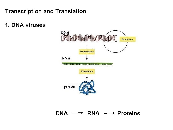 Transcription and Translation 1. DNA viruses DNA RNA Proteins 