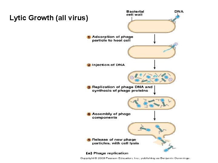 Lytic Growth (all virus) 