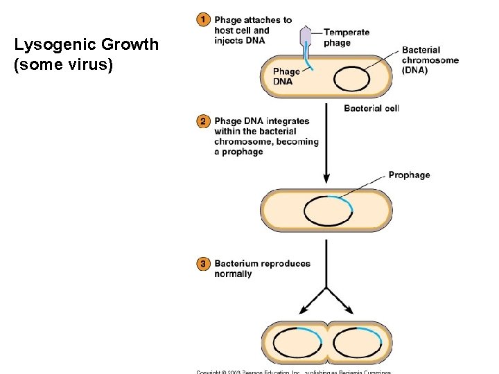 Lysogenic Growth (some virus) 