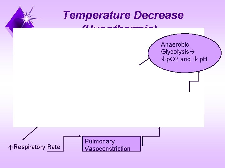 Temperature Decrease (Hypothermia) Anaerobic Glycolysis p. O 2 and p. H Respiratory Rate Pulmonary