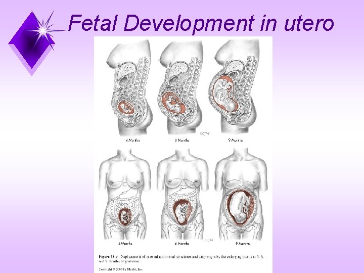 Fetal Development in utero 