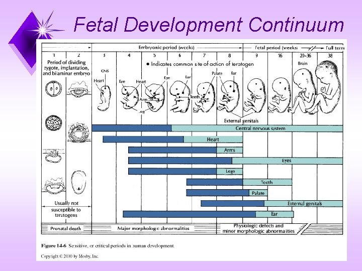 Fetal Development Continuum 