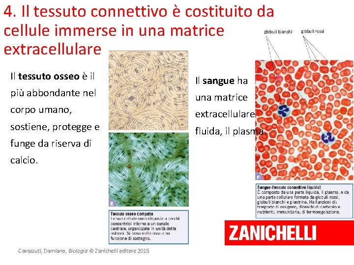 4. Il tessuto connettivo è costituito da cellule immerse in una matrice extracellulare Il