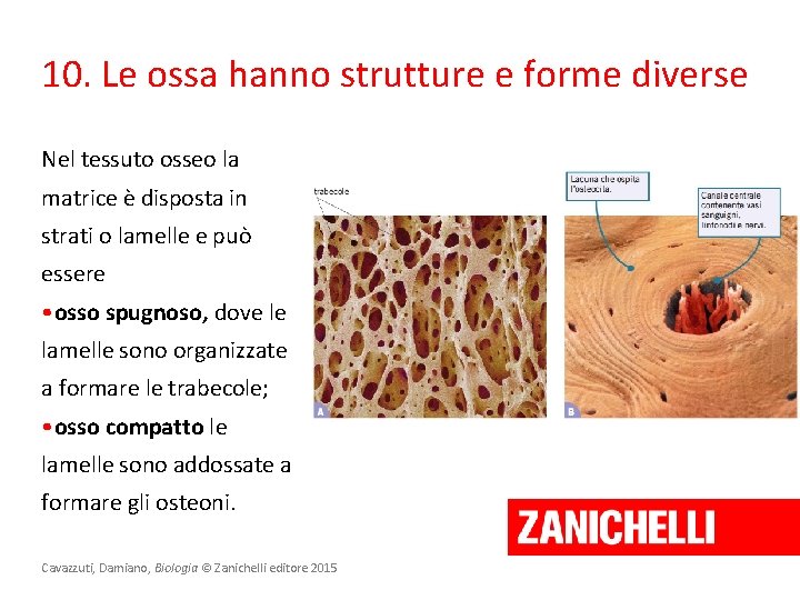 10. Le ossa hanno strutture e forme diverse Nel tessuto osseo la matrice è