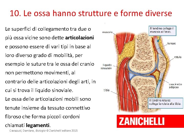 10. Le ossa hanno strutture e forme diverse Le superfici di collegamento tra due