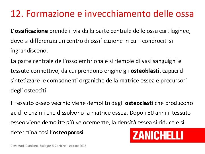 12. Formazione e invecchiamento delle ossa L’ossificazione prende il via dalla parte centrale delle