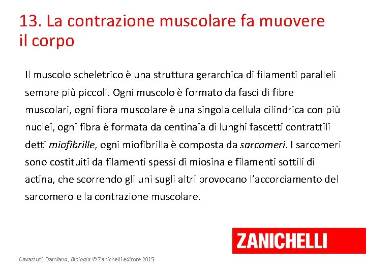 13. La contrazione muscolare fa muovere il corpo Il muscolo scheletrico è una struttura