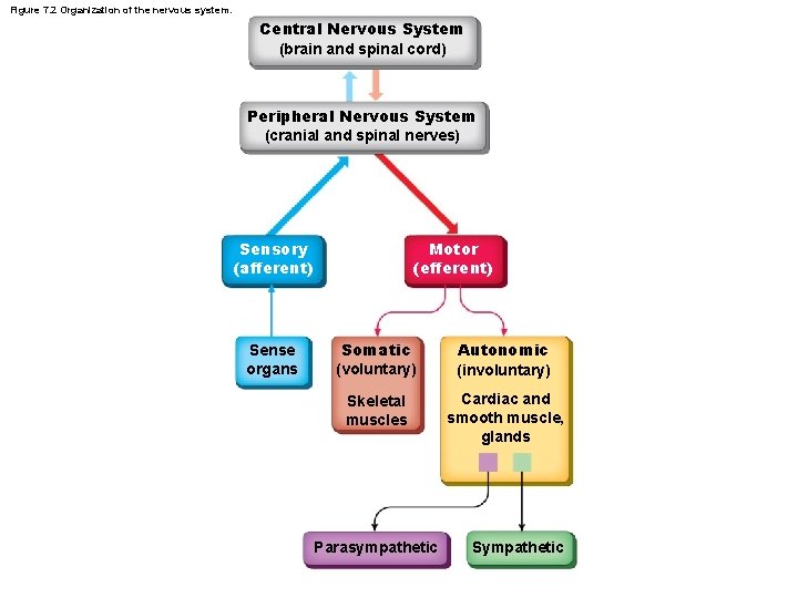 Figure 7. 2 Organization of the nervous system. Central Nervous System (brain and spinal